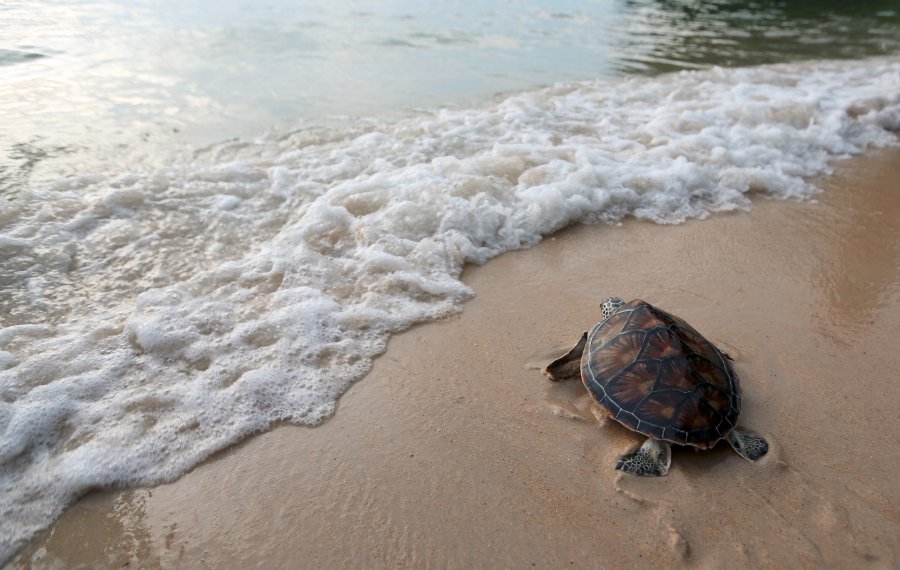 Leatherbacks Return To Rantau Abang