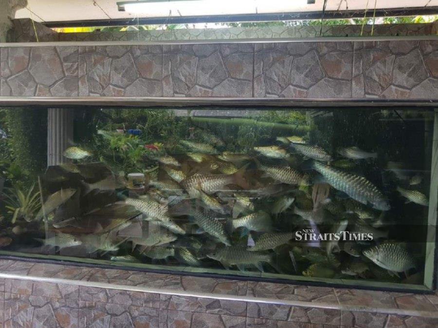 Several fish species in Azizuddin's six-foot aquarium. - Pic by Rosli Zakaria
