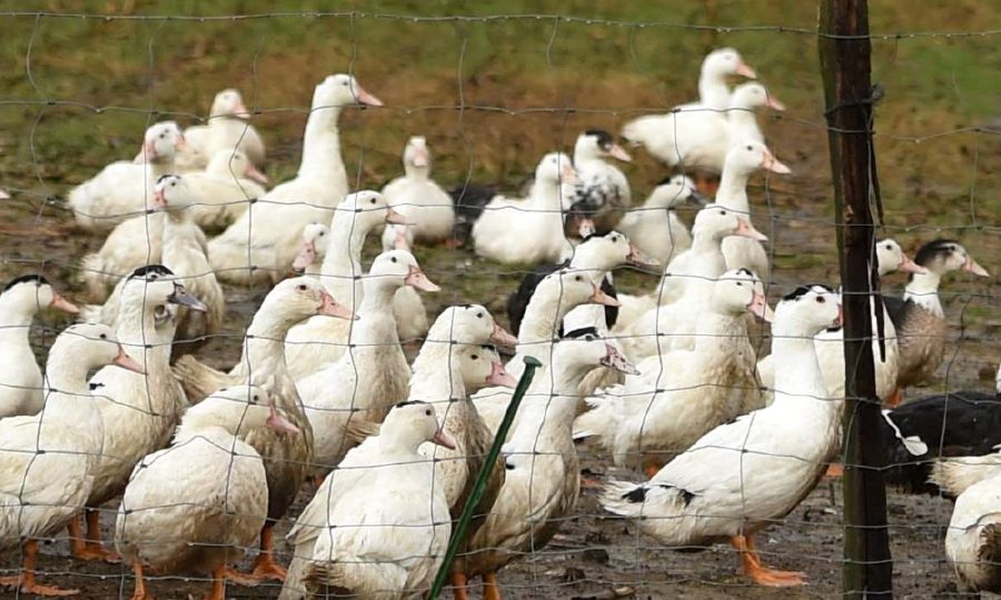 Geese, ducks and swans are among the wild bird species affected, while a number of birds of prey are also confirmed to have died. - AFP FILE PIC