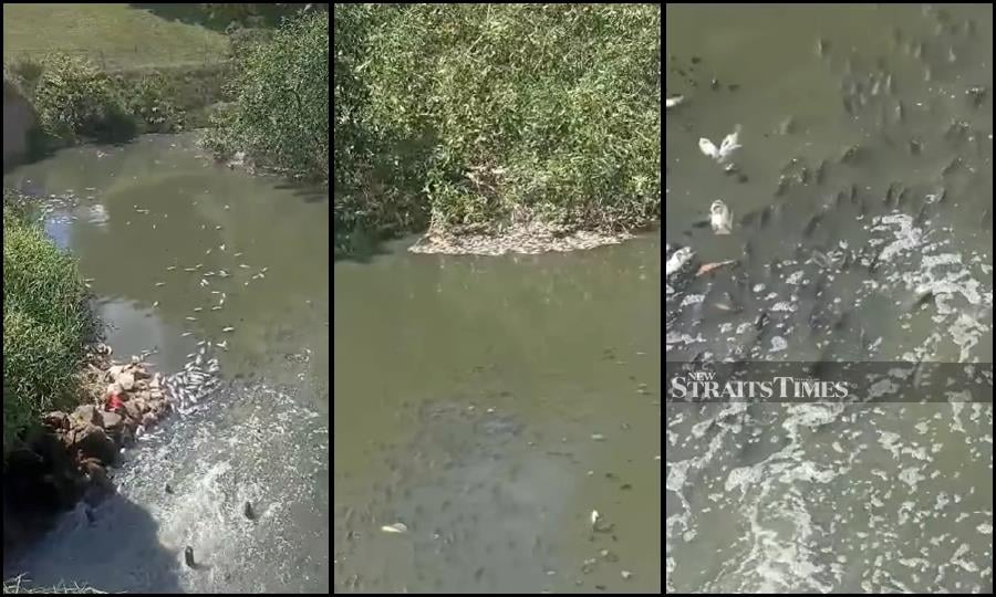 This photocombination made from viral video shows the dead fish in the lake.