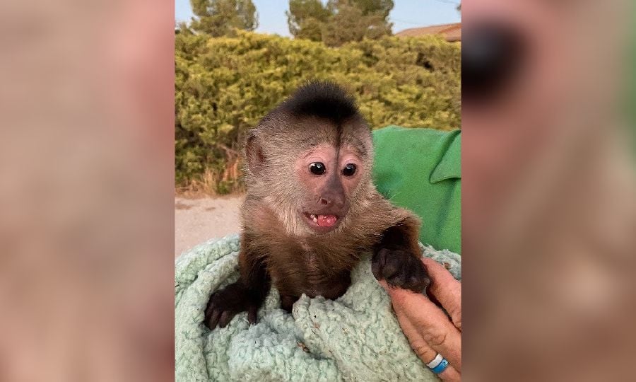 This undated handout image courtesy of San Luis Obispo County Sheriff's Office obtained on August 16, 2022 shows Route the Capuchin monkey after making a 911 call at Zoo To You near Paso Robles, California. - AFP PIC