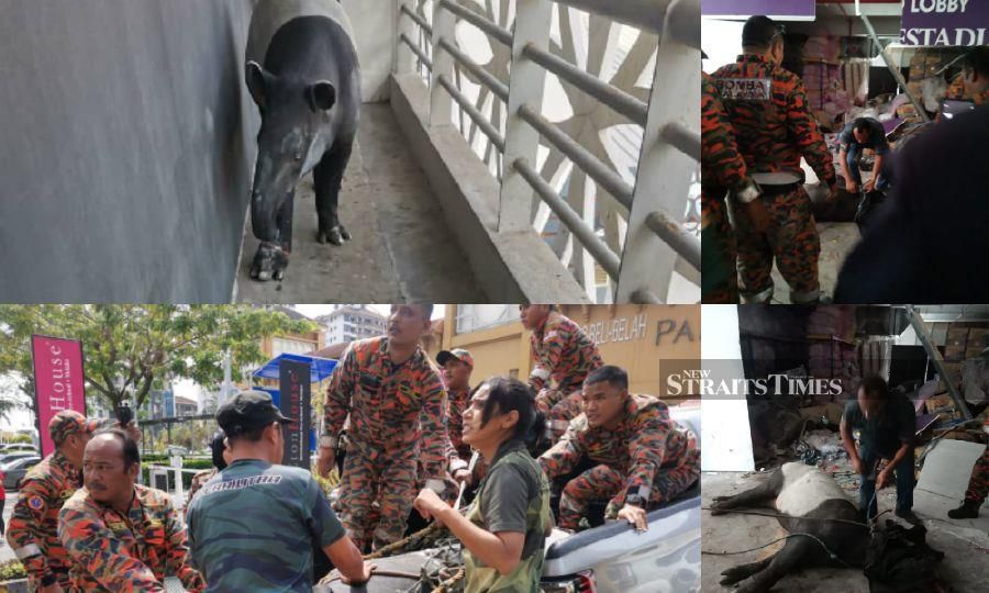 Firemen help ‘evacuate’ the tapir found wandering around the parking area of a hotel in Bandar Hilir. Pic by Nuraliawati Sabri and courtesy of Fire and Rescue Department