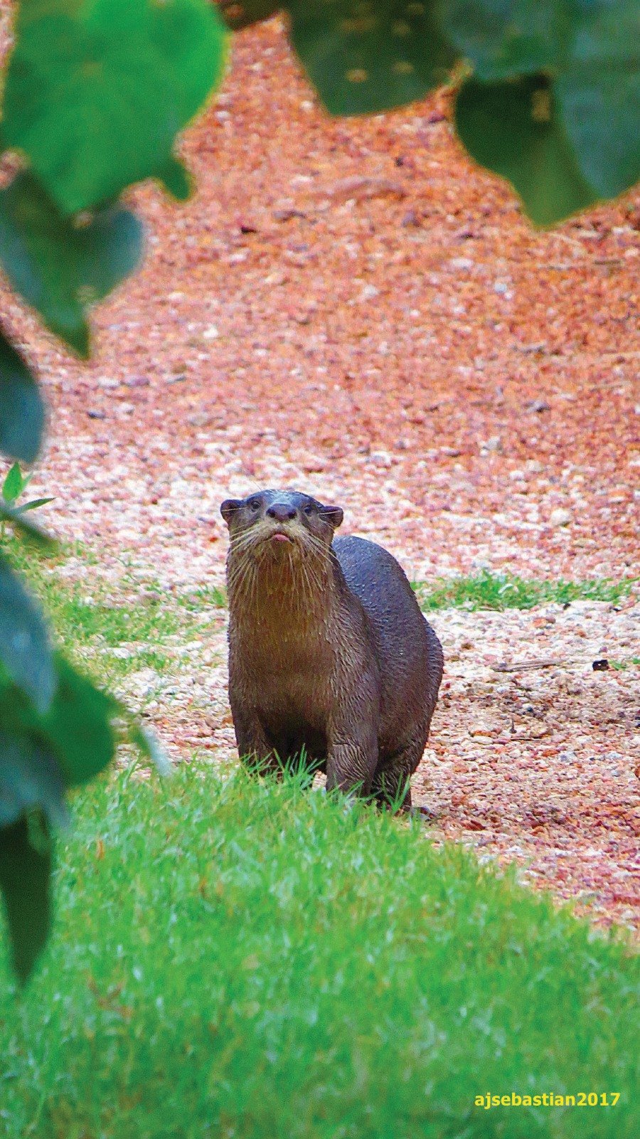  Otters are indicators of whether the quality of water is improving. Picture by Andrew Sebastian 
