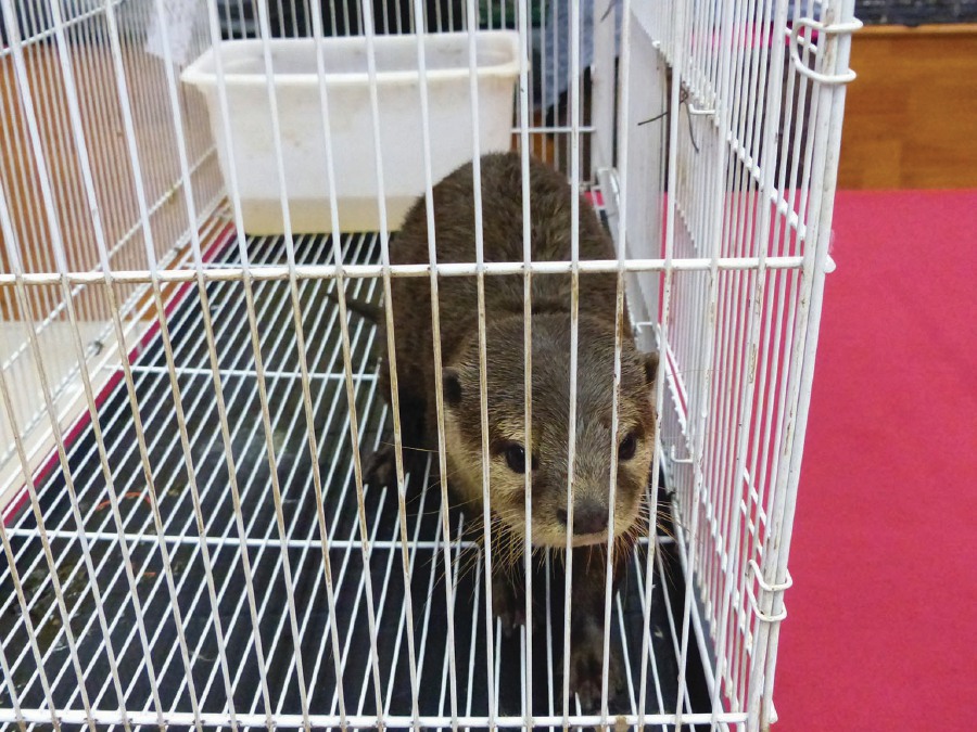 An otter seized from a home in Selangor. Picture courtesy of traffic 