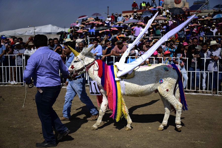 A donkey fancy-dressed as a unicorn is presented during the "National Donkey Fair" in Otumba, Mexico. Image by AFP PHOTO 