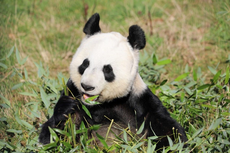 Hard to bear: UK's only panda pair to return to China