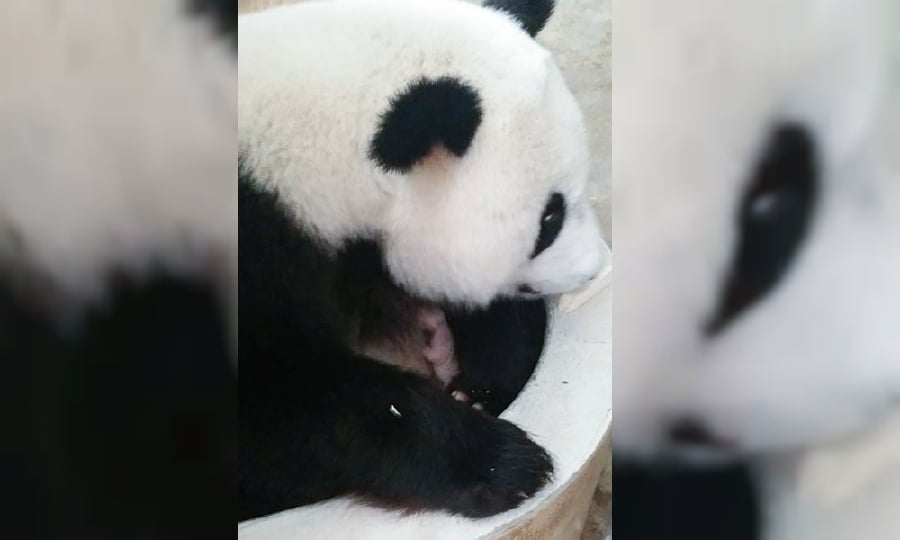 second-giant-panda-cub-born-in-malaysia-new-straits-times-malaysia