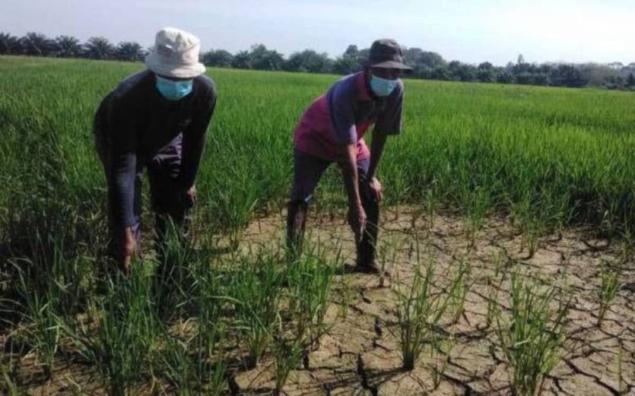  The arid condition of the padi fields in the Kemubu Agricultural Development Authority (KADA) area has affected the income of farmers, leading to a decline in the country's rice production.- Courtesy pic (the Consumers’ Association of Penang)