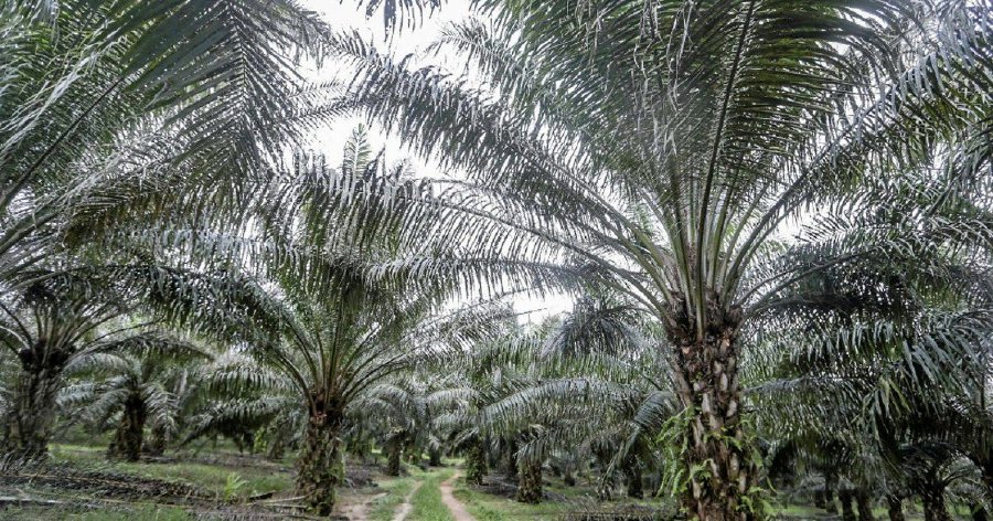KLK said in Q3, its plantation segment reported a substantial increase in profit to RM594.3 million (Q3 FY21: RM402.9 million) driven by higher crude palm oil (CPO) and palm kernel (PK) selling prices realised as well as profit contribution from newly acquired subsidiaries.