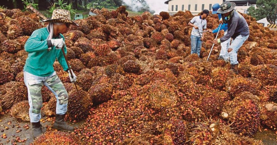 HLIB analyst Chye Wen Fei said Indonesia’s expansion of its export permit for palm oil products including derivatives (effective from Feb 15, 2022), could disrupt palm oil supply chain. 