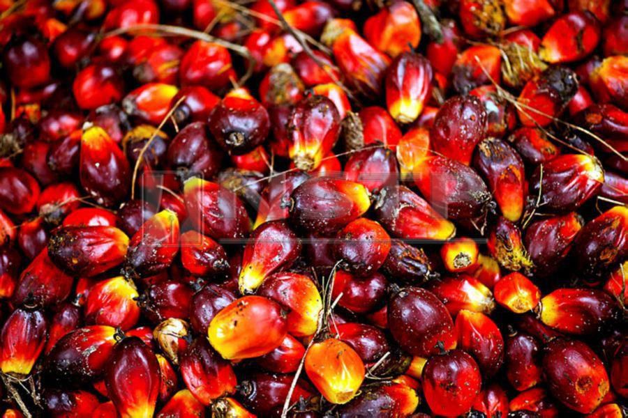Preventing unethical anti-palm oil labelling is a grave consideration for the Malaysian Palm Oil Board. FILE PIC