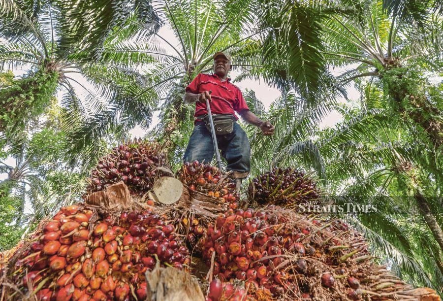 Malaysia and Indonesia’s commitment to strengthening cooperation through the Council of Palm Oil Producing Countries (CPOPC) to fight discriminative trade policies against palm oil is an encouraging development for the oil palm industry. - NSTP file pic