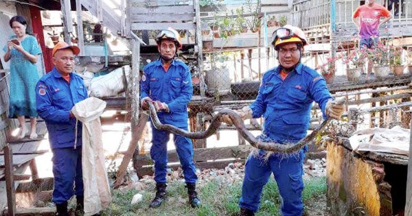 Hot weather drawing out snakes, venomous creatures in Kelantan | New ...