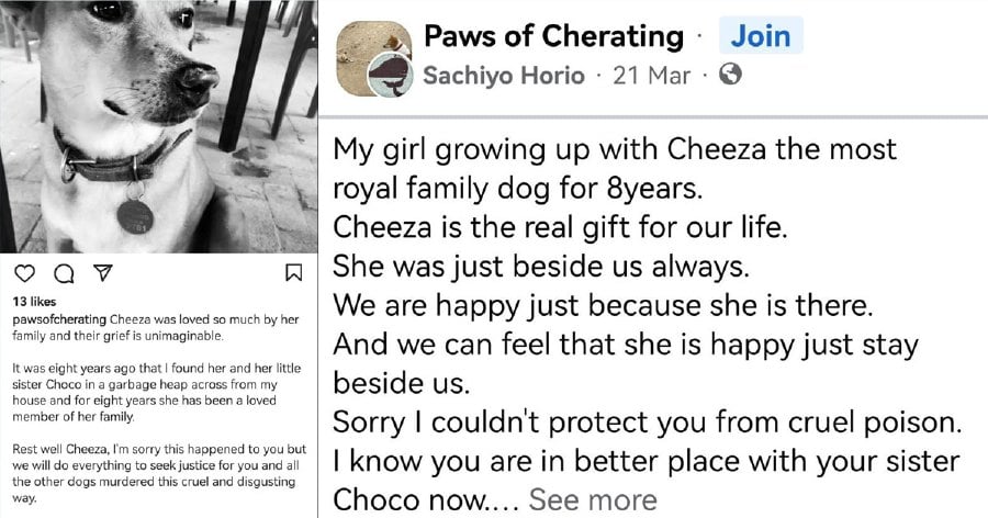Alarm raised after several dogs at popular Cherating beach poisoned