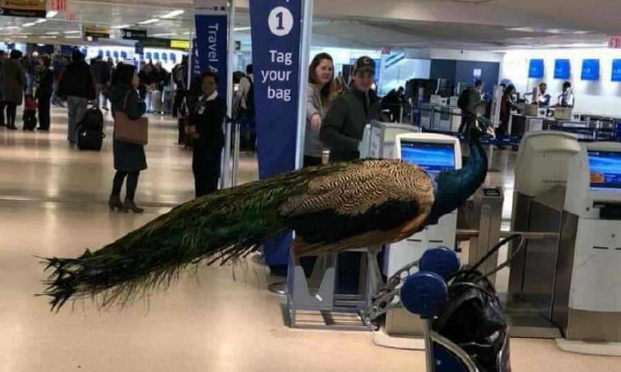 Woman denied emotional support peacock on United Airlines flight