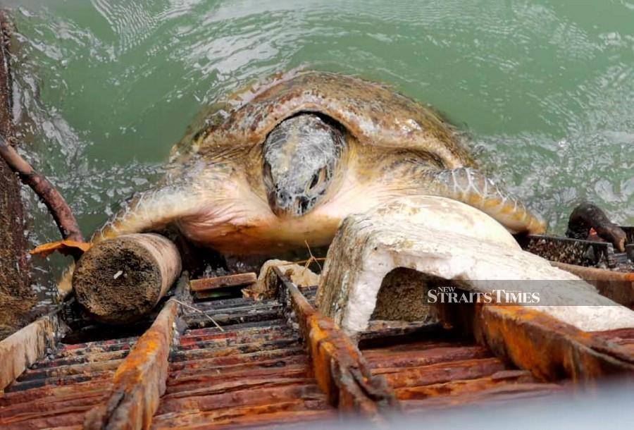 Firemen save turtle caught in rubbish trap | New Straits Times | Malaysia General Business ...