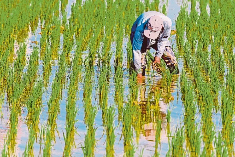 Farmers’ groups said NACCOL’s decision to enhance enforcement of the padi industry while reviewing the price of imported white rice to be sold at a cheaper price, would barely address the challenges faced by padi farmers.-BERNAMA pic