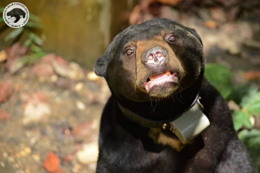 Sun bear Montom is released into the wild after being rehabilitated for five years at the Borneon Sunbear Conservation centre. -Pic courtesy of Borneon Sunbear Conservation Centre.