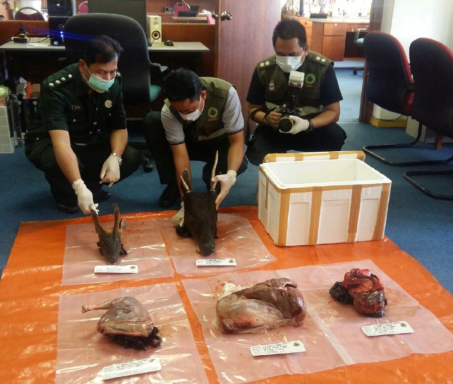 District officer Hussein Muin said they were notified by airport auxiliary police about 4pm on the finding of a box containing wildlife body parts. Pic courtesy of SABAH WILDLIFE DEPARTMENT
