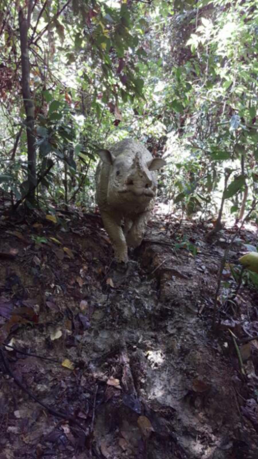 Puntung, one of only three Sumatran rhinos left in Malaysia, condition reportedly showed signs of improvement over the weekend. Pictures courtesy of Sabah Wildlife 