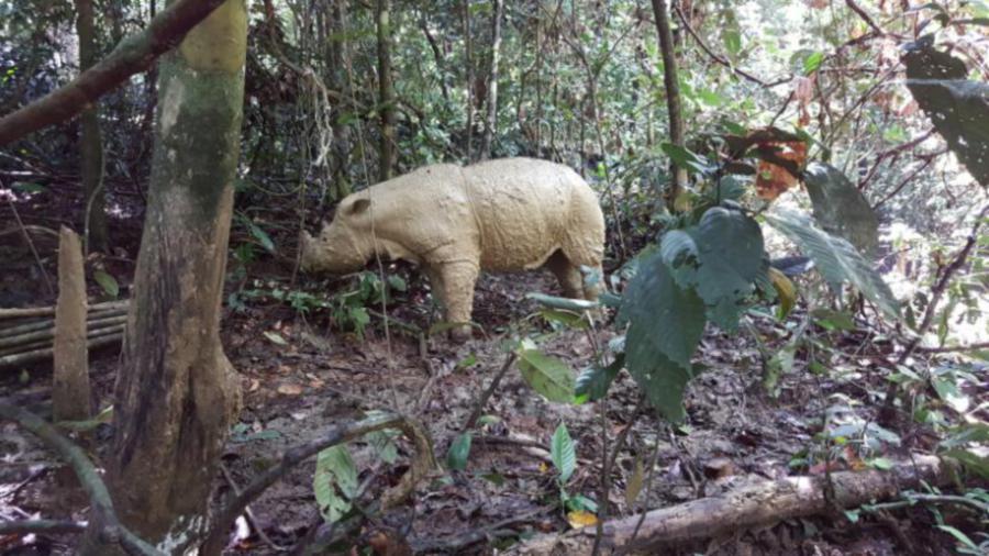 Puntung, one of only three Sumatran rhinos left in Malaysia, condition reportedly showed signs of improvement over the weekend. Pictures courtesy of Sabah Wildlife 