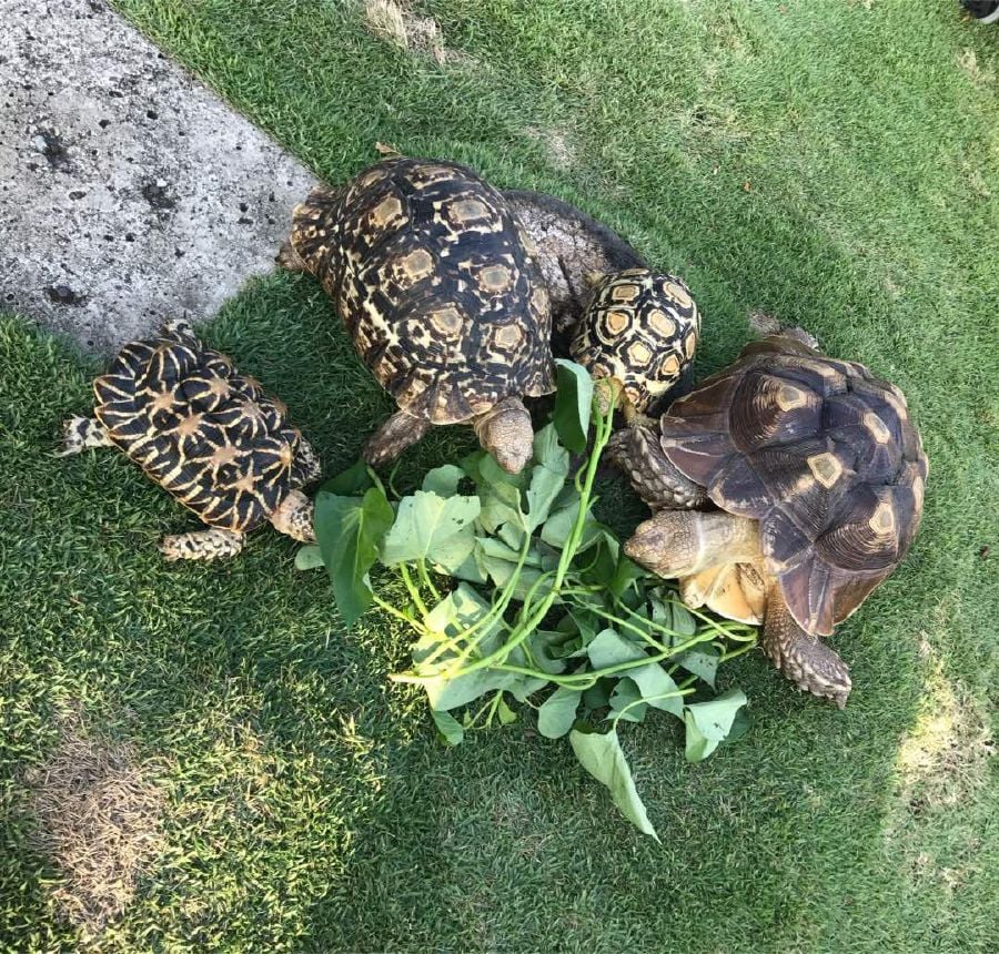 [VIDEO] How do you take your pet tortoises for a walk? This Melaka man ...