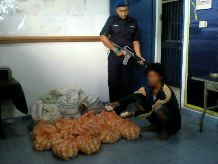 Marine police seized 3,000 turtle eggs when it intercepted a boat the Kampung Forest waters. Pix courtesy of Sabah Marine Police. 