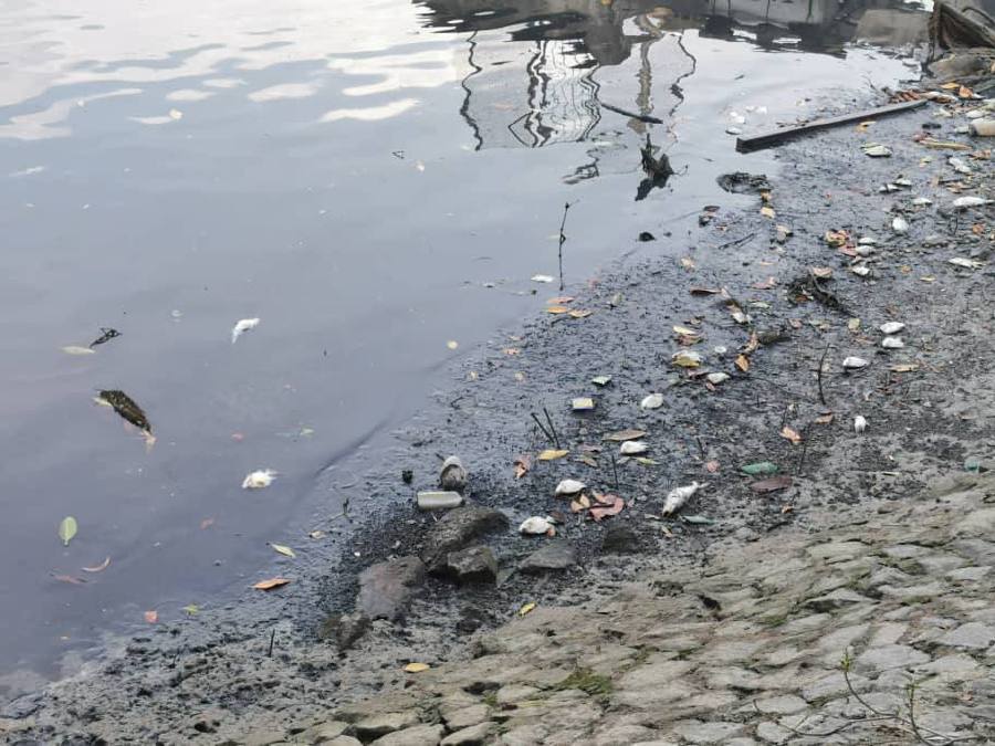 Some of the dead fish found floating in Sungai Prai today. -- Pix courtesy of David Marshel