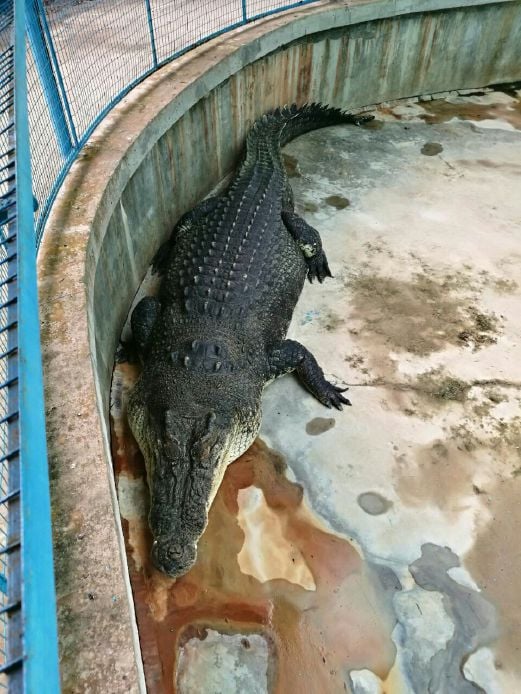 Awang tan bitten by crocodile