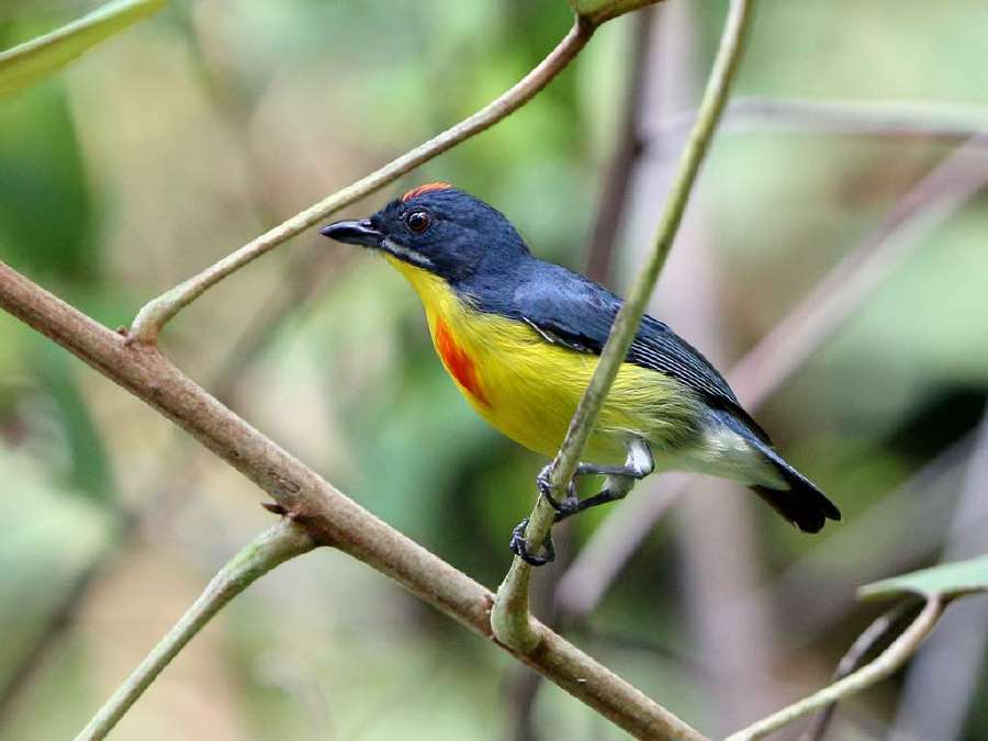 International bird-watchers congregating at Kenyir | New Straits Times ...