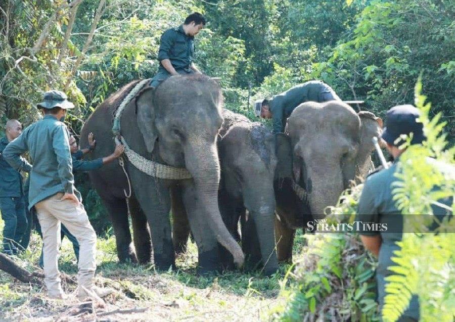 PKGK captures eight wild elephants in three months | New Straits Times