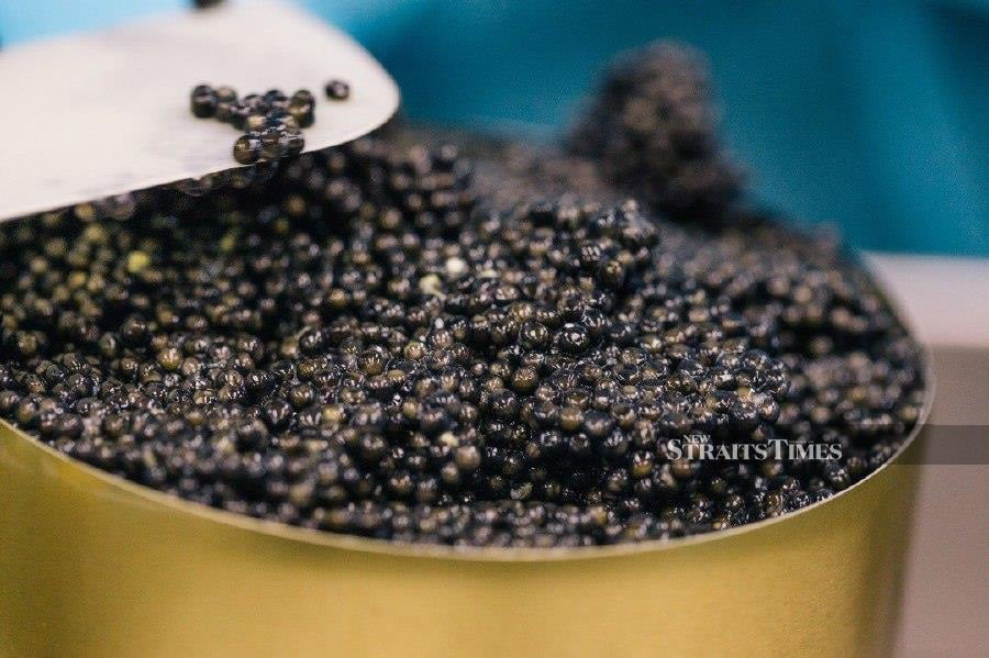 Home-grown caviar extracted from sturgeons reared by T'lur