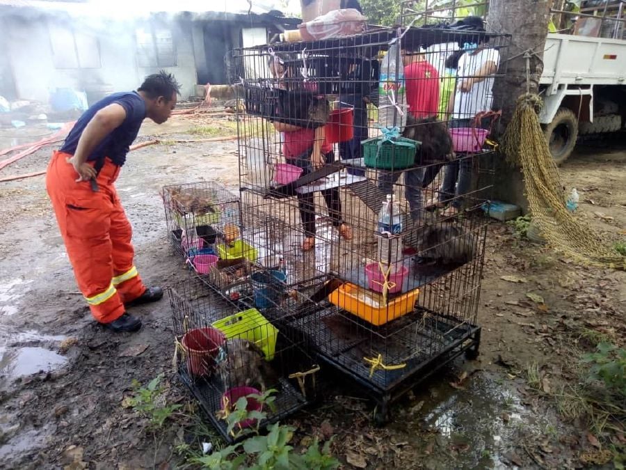 Fire and Recue department helped save 11 cats. -NSTP/Courtesy of Fire and Rescue department