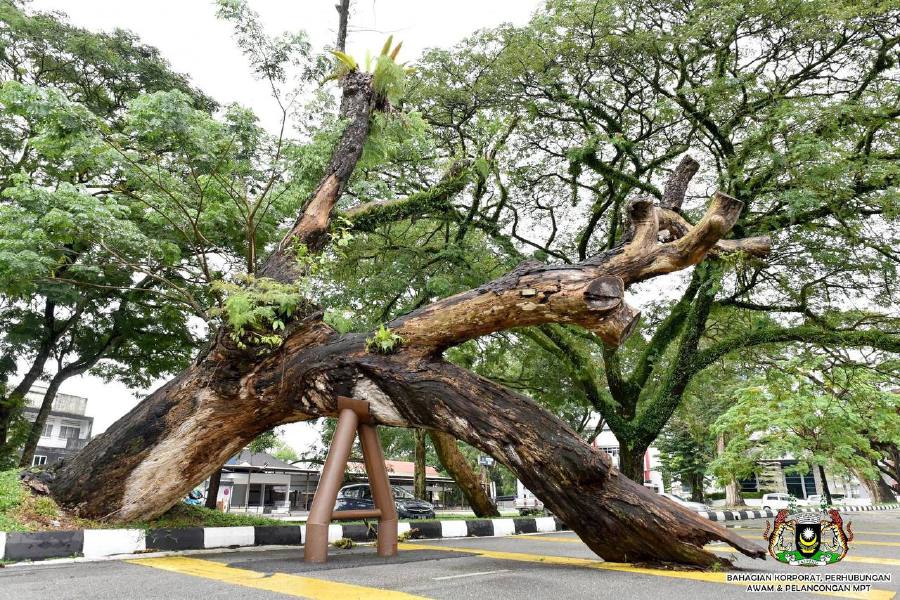 A 136-year-old Samanea saman tree, fondly known as Hujan-hujan, at the Taiping Lake Garden here was yesterday declared officially "dead" due to weak structural and anchor roots. - Pics courtesy of Taiping Municipal Council (MPT)