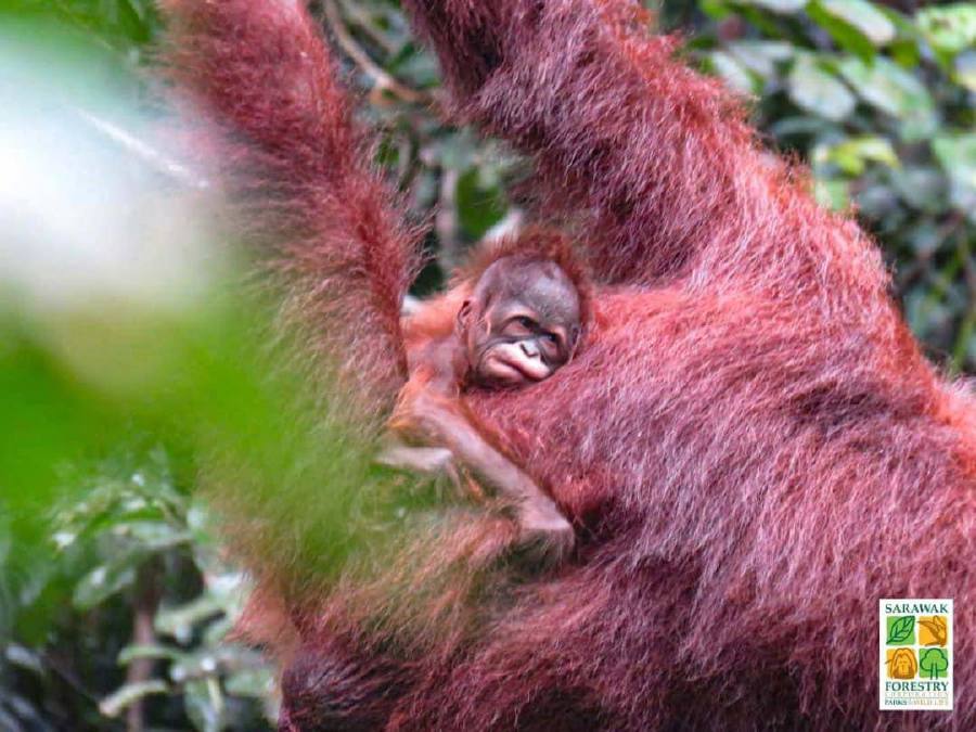 Utan orang Orangutans