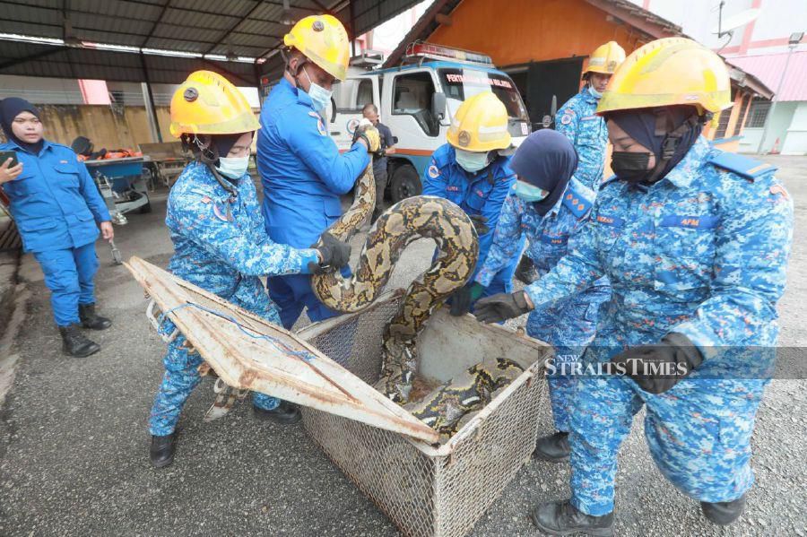 Kuantan APM kept busy capturing snakes displaced by floods