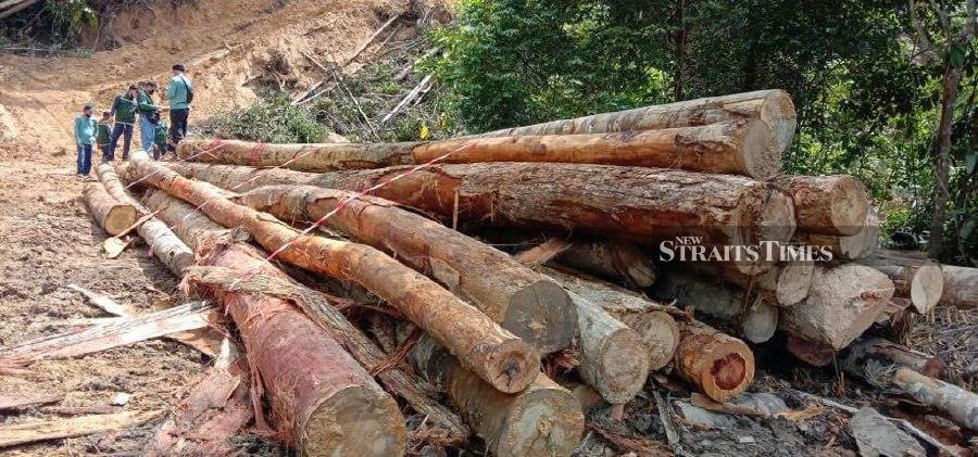 The Sarawak Forestry Department has cracked down on illegal logging activities with the seizure of 717 logs of various types and sizes at Batu 36 here in Jalan Oya, Tamin, Selangau. - NSTP/ MELVIN JONI