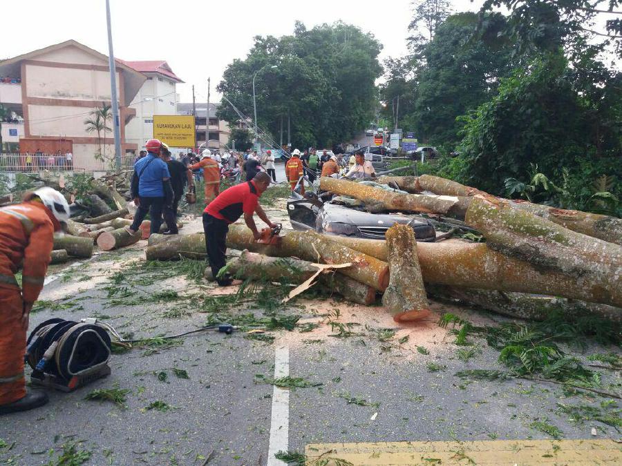 Tree falls on passing car in freak incident | New Straits Times ...