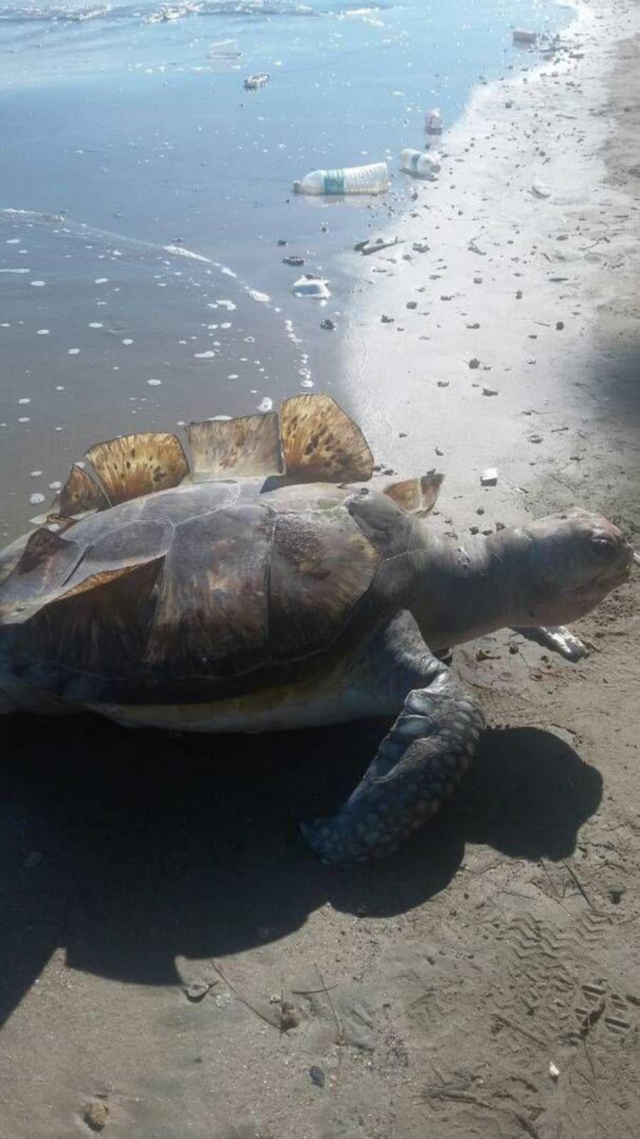 two-dead-turtles-found-washed-up-on-sabah-shores-within-two-days-new