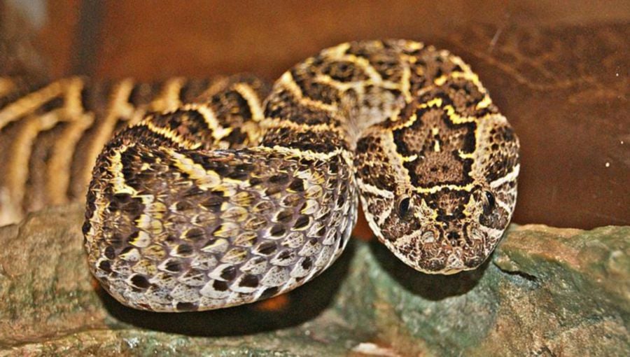 The snake was said to have been on the loose after it bit its keeper on Friday, and an attempt to capture it proved futile as local snake experts wanted to prevent the serpent from escaping into the wild. - File pic credit Wikimedia Commons/Danny S. (for illustration purposes only)