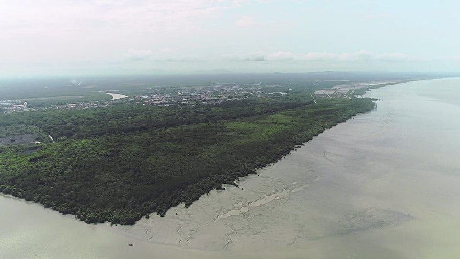 Physical development behind and within mangrove forests would put pressure on the habitat and lead to adverse environmental consequences. -- Courtesy Pic
