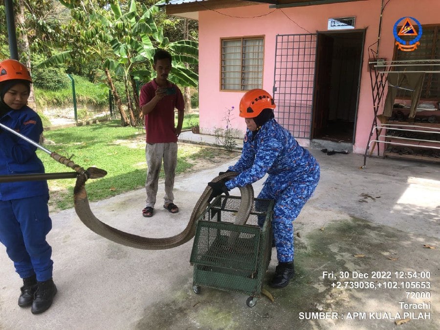 Slithery surprise Man finds 5m long King cobra under sofa