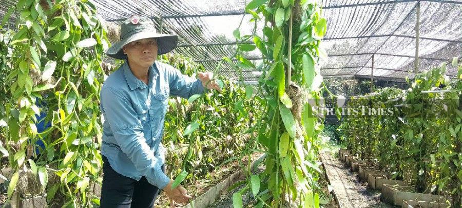 Borneo Vanilla founder Leo Komuji showing the dried vanilla that could yield RM2,000 per kilogramme. - NSTP/Olivia Miwil