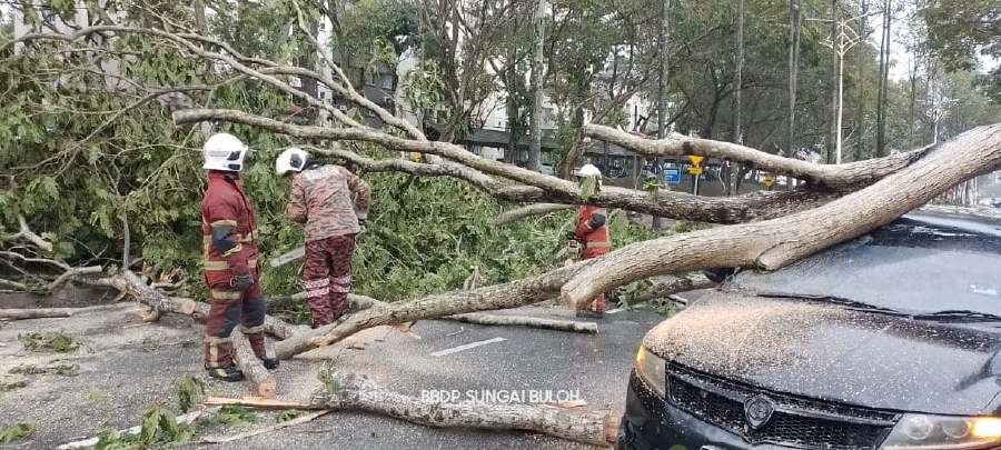 Heavy rain and strong winds in a few areas which began around 5.30pm in the Klang Valley yesterday led to a number of incidents involving fallen trees.- Pic courtesy Bomba Sungai Buloh