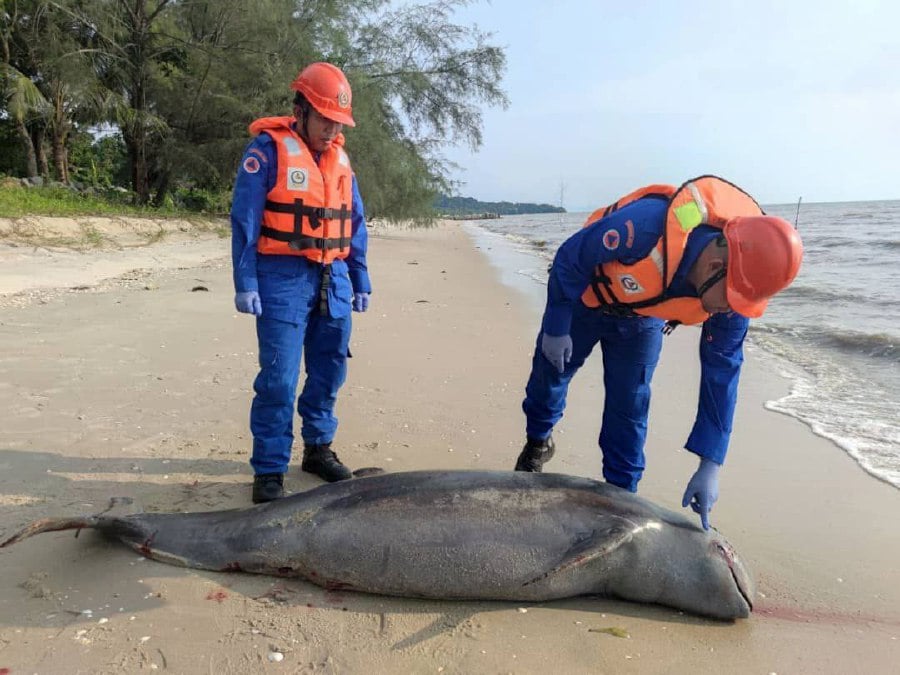  A dolphin was found dead at Pantai Ruat here in Kedah yesterday, and its death is suspected to be caused by injuries from a boat collision.- Pic courtesy APM