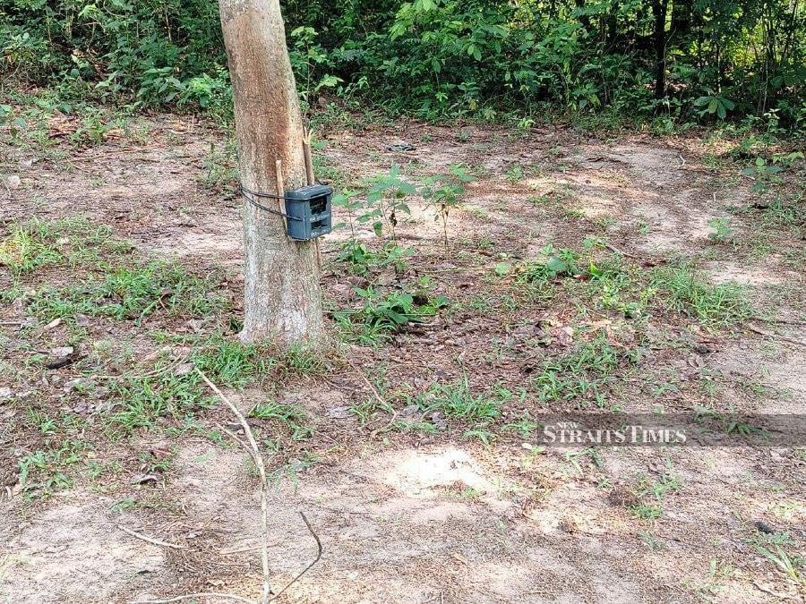 The camera traps set up by the state Wildlife Department around Kampung Bukit Lanjut to identify the predator, possibly a big cat, that attacked his cow on Sunday. - NSTP/AHMAD MUKHSEIN MUKHTAR