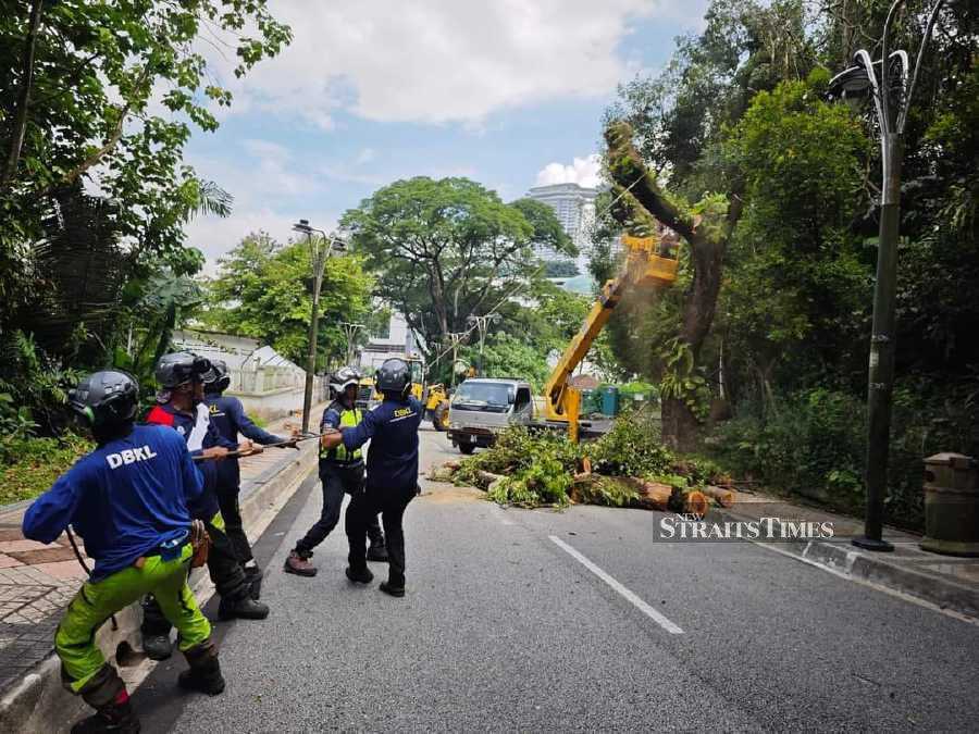 The Kuala Lumpur City Hall through the National Landscape Department has carried out the cutting of an old tree on Jalan Lembah today. - Pic courtesy of KL City Hall