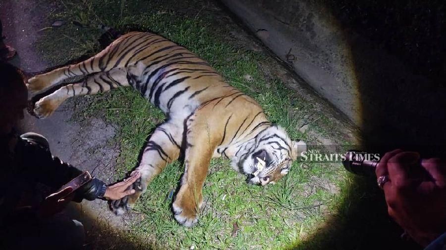A Malayan tiger was killed after being hit by a car on the East Coast Expressway in Bentong recently. - Pic courtesy of police.