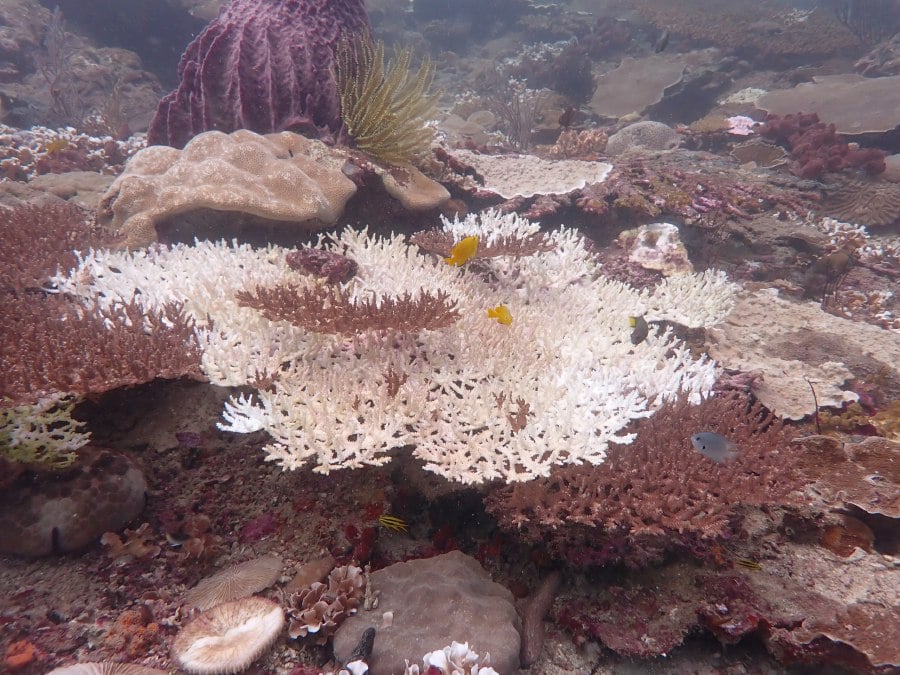 Massive coral bleaching spotted off Kota Kinabalu waters. - PIC COURTESY: Gan Sze Hoon