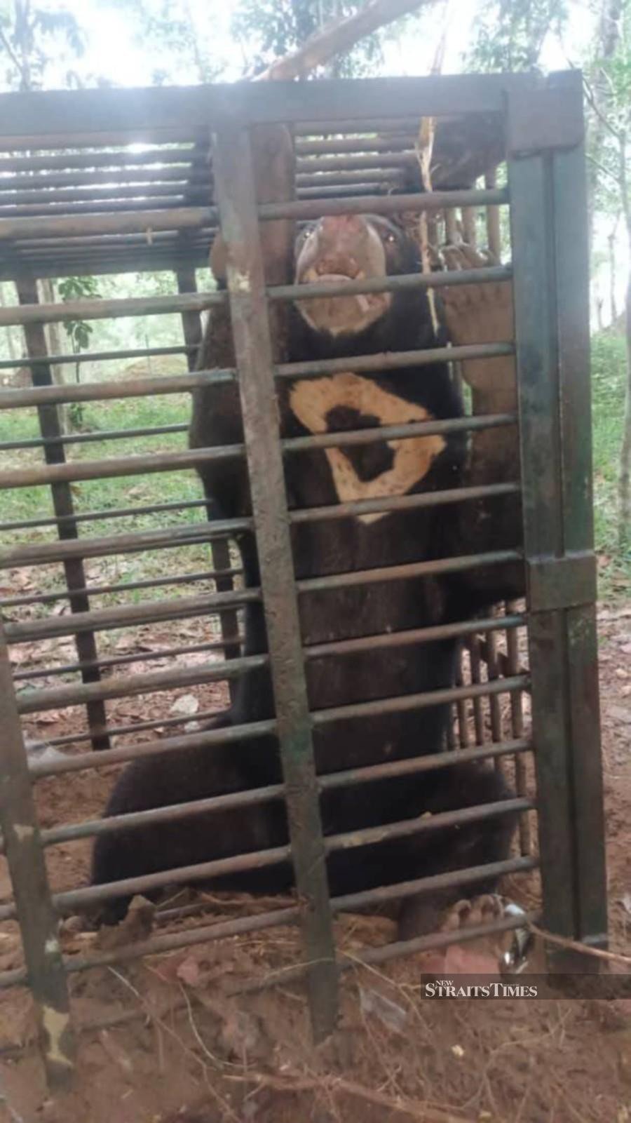The Kelantan Wildlife and National Parks Department (Perhilitan) captured a male sun bear at Kampung Air Asahan Hulu, yesterday. Pic courtesy of Perhilitan